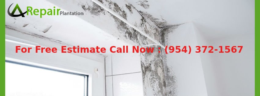Worried about Mold Growth? Check How can you Stop Mold Growth